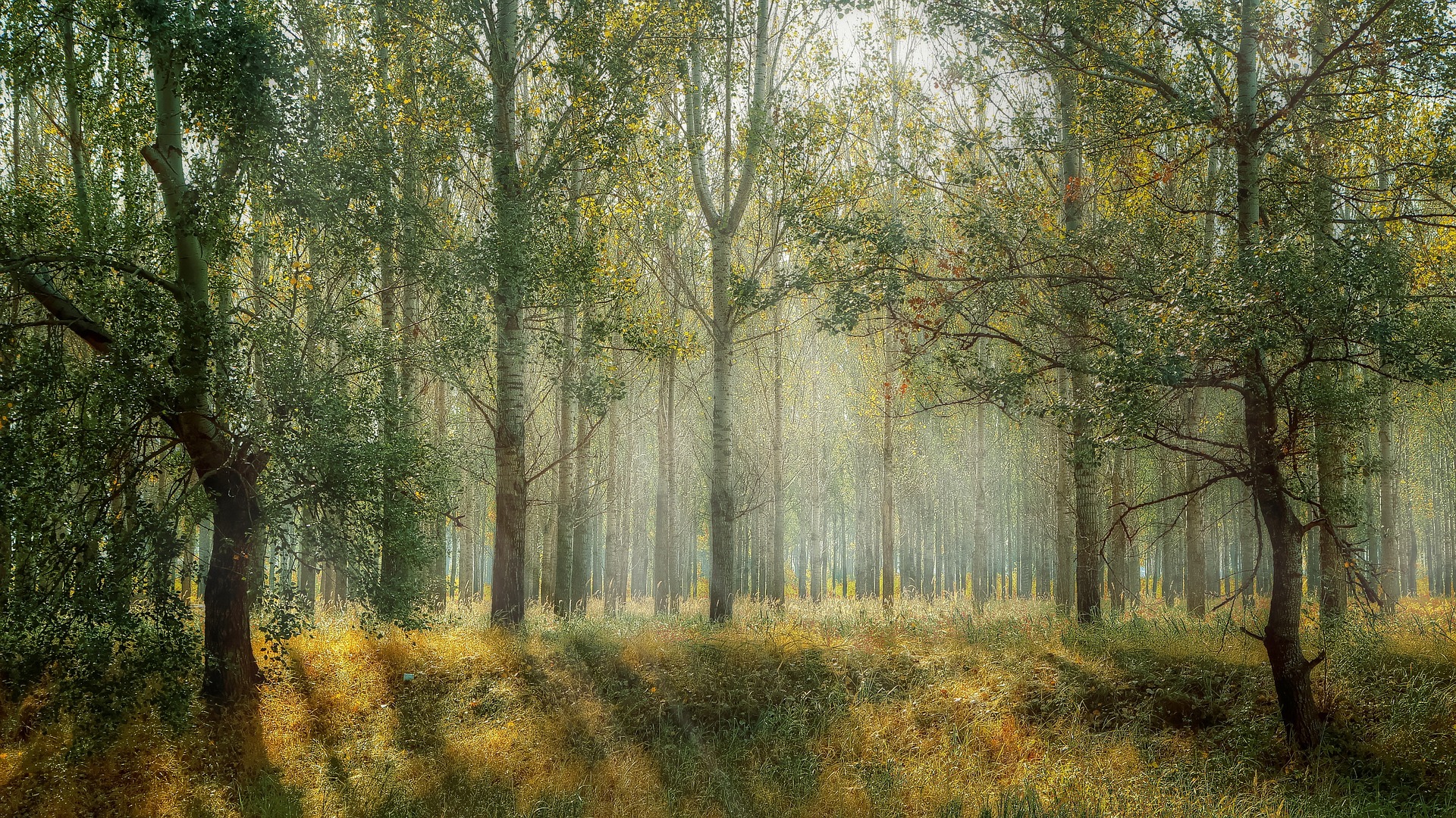 Sehen wir nur die Bäume oder auch den Wald?